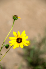 Helianthus petiolaris
