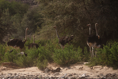 Struthio camelus australis