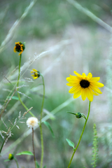 Helianthus petiolaris