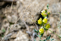 Linaria dalmatica