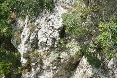 Aster amellus bessarabicus