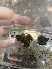 Lithobates septentrionalis