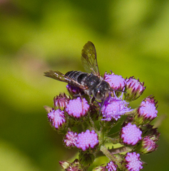 Coelioxys octodentatus