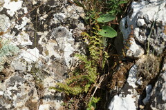 Filipendula vulgaris