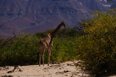 Giraffa camelopardalis angolensis