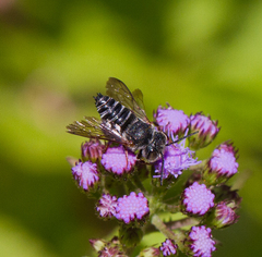 Coelioxys octodentatus