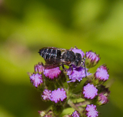 Coelioxys octodentatus