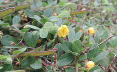 Chamaecrista rotundifolia