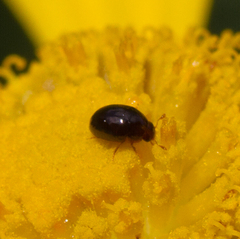 Olibrus