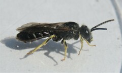 Halictus rubicundus