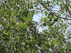 Prunus serotina