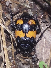 Nicrophorus vespilloides