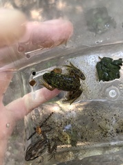 Lithobates septentrionalis