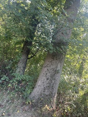 Liriodendron tulipifera