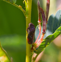 Paraulacizes irrorata