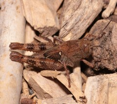Calliptamus italicus