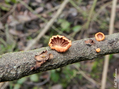 Anthracophyllum discolor