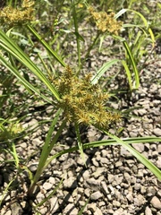 Cyperus odoratus