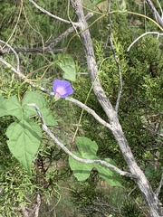 Ipomoea hederacea
