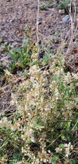 Cuscuta umbellata