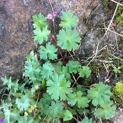 Geranium dissectum