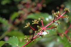 Miconia lateriflora