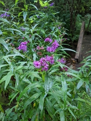 Vernonia noveboracensis