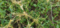 Cuscuta umbellata