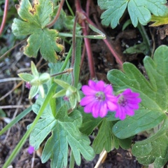Geranium dissectum