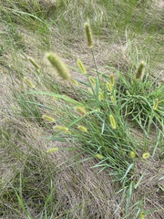 Setaria parviflora