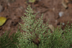 Asplenium linckii