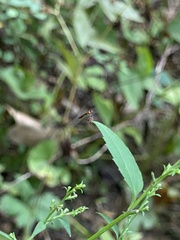 Holcocephala