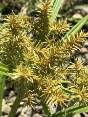 Cyperus odoratus