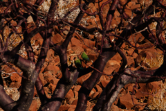 Agapornis roseicollis