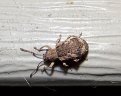 Pseudoedophrys hilleri