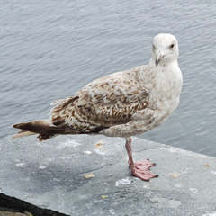 Larus