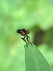 Holcocephala