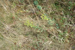 Euphorbia glareosa