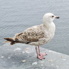 Larus
