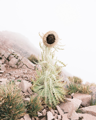 Cirsium nivale