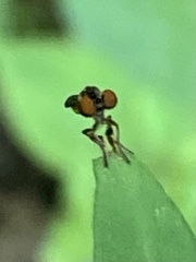 Holcocephala