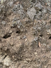 Gallotia galloti
