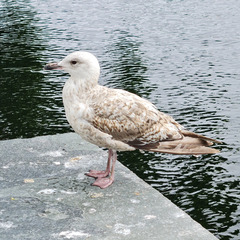 Larus