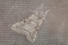 Pseudopanthea palata