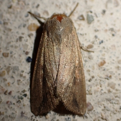 Mythimna