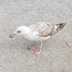 Larus