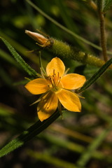 Mentzelia isolata