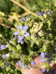 Polemonium occidentale occidentale