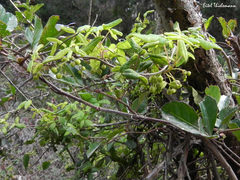 Boquila trifoliolata