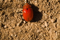 Leptinotarsa rubiginosa